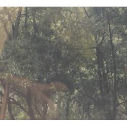 I was here [without them]